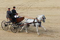 Lipizzaner stallion pulling carriage, Annual Autumn Parade, Piber Federal Stud, Maria Lankowitz, Koflach, Styria, Austria, September 2013. Editorial use only.