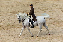 Rider from the Spanish Riding School on a Lipizzaner stallion performing dressage movements, Annual Autumn Parade, Piber Federal Stud, Maria Lankowitz, Koflach, Styria, Austria, September 2013. Editor...
