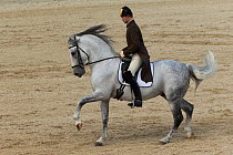 Rider from the Spanish Riding School on a Lipizzaner stallion performing dressage movements, Annual Autumn Parade, Piber Federal Stud, Maria Lankowitz, Koflach, Styria, Austria, September 2013. Editor...