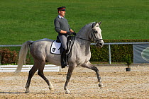 Ridden Lipizzaner stallion during the annual Autumn Parade, Piber Federal Stud, Maria Lankowitz, Koflach, Styria, Austria, September 2013. Editorial use only.