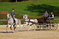 Two Lipizzaner stallions, one pulling a carriage, the other being ridden, Annual Autumn Parade, Piber Federal Stud, Maria Lankowitz, Koflach, Styria, Austria, September 2013. Editorial use only.