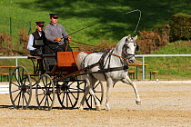 Lipizzaner stallion pulling a carriage, Annual Autumn Parade, Piber Federal Stud, Maria Lankowitz, Koflach, Styria, Austria, September 2013. Editorial use only.