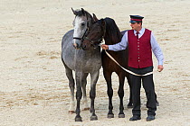 Man presenting two Lipizzaner colts during the annual Autumn Parade, Piber Federal Stud, Maria Lankowitz, Koflach, Styria, Austria, September 2013. Editorial use only.