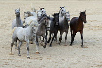 Lipizzaner colts running during the annual Autumn Parade, Piber Federal Stud, Maria Lankowitz, Koflach, Styria, Austria, September 2013. Editorial use only.