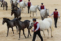 Presentation of Lipizzaner breeding mares and foals, Annual Autumn Parade, Piber Federal Stud, Maria Lankowitz, Koflach, Styria, Austria, September 2013. Editorial use only.