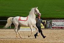 Presentation of a Lipizzaner stallion, Annual Autumn Parade, Piber Federal Stud, Maria Lankowitz, Koflach, Styria, Austria, September 2013. Editorial use only.