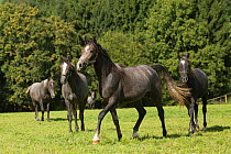 Five Lipizzaner colts walking, Piber Federal Stud, Maria Lankowitz, Koflach, Styria, Austria, September. Editorial use only.