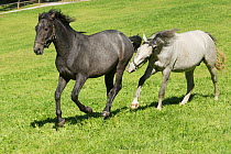 Two Lipizzaner colts playing, Piber Federal Stud, Maria Lankowitz, Koflach, Styria, Austria, September. Editorial use only.