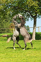 Two Lipizzaner colts play fighting, Piber Federal Stud, Maria Lankowitz, Koflach, Styria, Austria, September. Editorial use only.