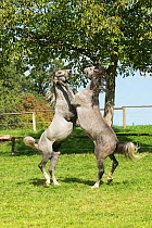 Two Lipizzaner colts play fighting, Piber Federal Stud, Maria Lankowitz, Koflach, Styria, Austria, September. Editorial use only.