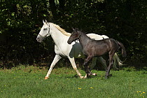 A Lipizzaner breeding mare and foal running, Piber Federal Stud, Maria Lankowitz, Koflach, Styria, Austria, September. Editorial use only.