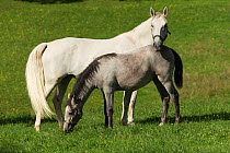 A Lipizzaner breeding mare with foal grazing, Piber Federal Stud, Maria Lankowitz, Koflach, Styria, Austria, September. Editorial use only.
