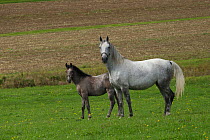 A Lipizzaner breeding mare and foal standing, Piber Federal Stud, Maria Lankowitz, Koflach, Styria, Austria, September. Editorial use only.
