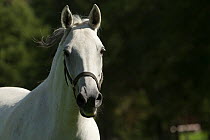 Head portrait of Lipizzaner breeding mare, Piber Federal Stud, Maria Lankowitz, Koflach, Styria, Austria, September. Editorial use only.