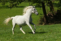 A Lipizzaner breeding mare running, Piber Federal Stud, Maria Lankowitz, Koflach, Styria, Austria, September. Editorial use only.