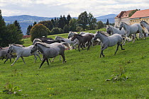 Lipizzaner breeding mares and foals running in front of the Piber Federal Stud, Maria Lankowitz, Koflach, Styria, Austria, September. Editorial use only.