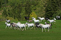 Lipizzaner breeding mares and foals running, Piber Federal Stud, Maria Lankowitz, Koflach, Styria, Austria, September. Editorial use only.