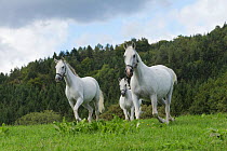Three Lipizzaner breeding mares running, Piber Federal Stud, Maria Lankowitz, Koflach, Styria, Austria, September. Editorial use only.