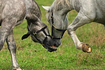 Two Lipizzaner colts play fighting, Stubalpe, near Koflach, Styria, Austria, September. Editorial use only.