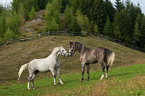 Two Lipizzaner colts sniffing noses, Stubalpe, near Koflach, Styria, Austria, September. Editorial use only.