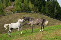 Two Lipizzaner colts playing, Stubalpe, near Koflach, Styria, Austria, September. Editorial use only.