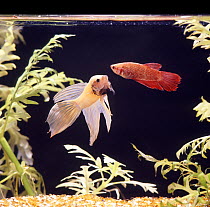 Siamese fighting fish (Betta splendens) 'phantom' coloured male displaying to a female, captive from Malaysia and Thailand.