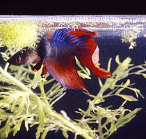 Siamese fighting fish (Betta splendens) male displaying to a female under his bubble nest, captive from Malaysia and Thailand.