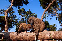 Olive baboon (Papio anubis) juveniles playing on a fallen tree. Masai Mara National Reserve, Kenya. Taken with remote wide angle camera.