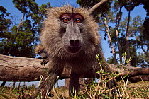 Olive baboon (Papio anubis) approaching with curiosity. Masai Mara National Reserve, Kenya. Taken with remote wide angle camera.