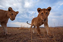 Lion (Panthera leo) cubs aged about 12 months approaching with curiosity. Masai Mara National Reserve, Kenya. Taken with remote wide angle camera.