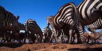 Common or Plains zebra (Equus quagga burchellii) Topi (Damaliscus lunatus jimela) and Eastern white-bearded wildebeest (Connochaetes taurinus) mixed herd crossing Mara River. Masai Mara National Reser...