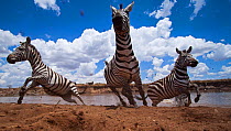 Common or Plains zebra herd crossing the Mara River - wide angle perspective (Equus quagga burchellii). Masai Mara National Reserve, Kenya. Taken with remote wide angle camera.