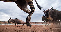 Eastern white-bearded wildebeest (Connochaetes taurinus) and Common or Plains Zebra (Equus quagga burchellii) mixed herd running. Masai Mara National Reserve, Kenya. Taken with remote wide angle camer...