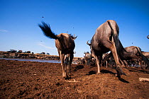 Eastern white-bearded wildebeest (Connochaetes taurinus) herd crossing the Mara River watched by tourists. Masai Mara National Reserve, Kenya. Taken with remote wide angle camera.