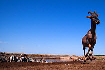 Topi (Damaliscus lunatus jimela), Eastern white-bearded wildebeest (Connochaetes taurinus) and Common or Plains zebra (Equus quagga burchellii) mixed herd crossing the Mara River. Masai Mara National...