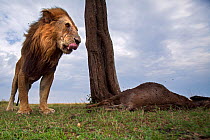 Lion (Panthera leo) old male with one eye standing next to a kill. Masai Mara National Reserve, Kenya. Taken with remote wide angle camera.