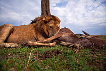 Lion (Panthera leo) old male with one eye feeding on a kill. Masai Mara National Reserve, Kenya. Taken with remote wide angle camera.