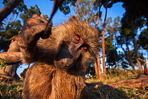 Olive baboon (Papio anubis) playing with remote camera. Masai Mara National Reserve, Kenya. Taken with remote wide angle camera.