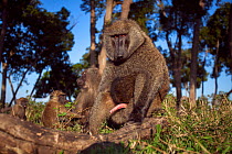 Olive baboon (Papio anubis) male watching with curiosity. Masai Mara National Reserve, Kenya. Taken with remote wide angle camera.