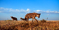Spotted hyenas (Crocuta crocuta) and Black-backed jackals (Canis mesomelas) approaching with curiosity. Masai Mara National Reserve, Kenya. Taken with remote wide angle camera.