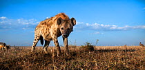 Spotted hyena (Crocuta crocuta) approaching with curiosity with Black-backed jackals (Canis mesomelas) in the background. Masai Mara National Reserve, Kenya. Taken with remote wide angle camera.