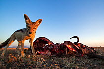 Black-backed jackal (Canis mesomelas) standing next to a wildebeest carcass. Masai Mara National Reserve, Kenya. Taken with remote wide angle camera.