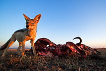 Black-backed jackal (Canis mesomelas) standing next to a wildebeest carcass. Masai Mara National Reserve, Kenya. Taken with remote wide angle camera.