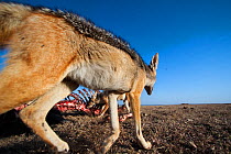 Black-backed jackals (Canis mesomelas) feeding on a wildebeest carcass. Masai Mara National Reserve, Kenya. Taken with remote wide angle camera.