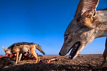 Black-backed jackals (Canis mesomelas) feeding on a wildebeest carcass - wide angle perspective Masai Mara National Reserve, Kenya. Taken with remote wide angle camera.