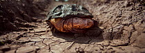 Helmeted terrapin (Pelomedusa subrufa) withdrawn in to its shell sitting on a dried up track. Masai Mara National Reserve, Kenya. Taken with remote wide angle camera.