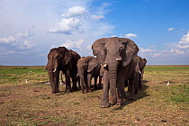 African elephant (Loxodonta africana) herd in the savanna. Masai Mara National Reserve, Kenya. Taken with remote wide angle camera.