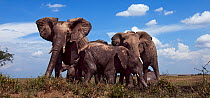 African elephants (Loxodonta africana) gathering at a waterhole. Masai Mara National Reserve, Kenya. Taken with remote wide angle camera.