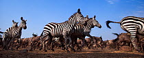 Common or plains zebra (Equus quagga burchelli) and Eastern white-bearded wildebeest (Connochaetes taurinus) mixed herd running. Masai Mara National Reserve, Kenya. Taken with remote wide angle camera...
