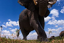 African elephant (Loxodonta africana) approaching, low angle view, remote wide angle perspective. Masai Mara National Reserve, Kenya. Taken with remote wide angle camera.